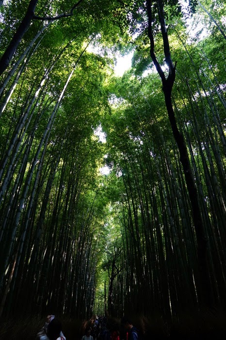 非常喜歡這竹林, 有種靜謐的感覺