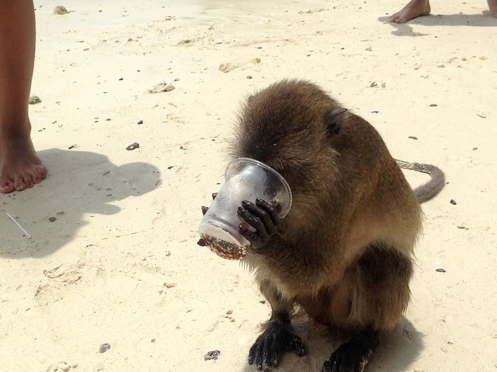 有遊客的飲料被猴子搶去了