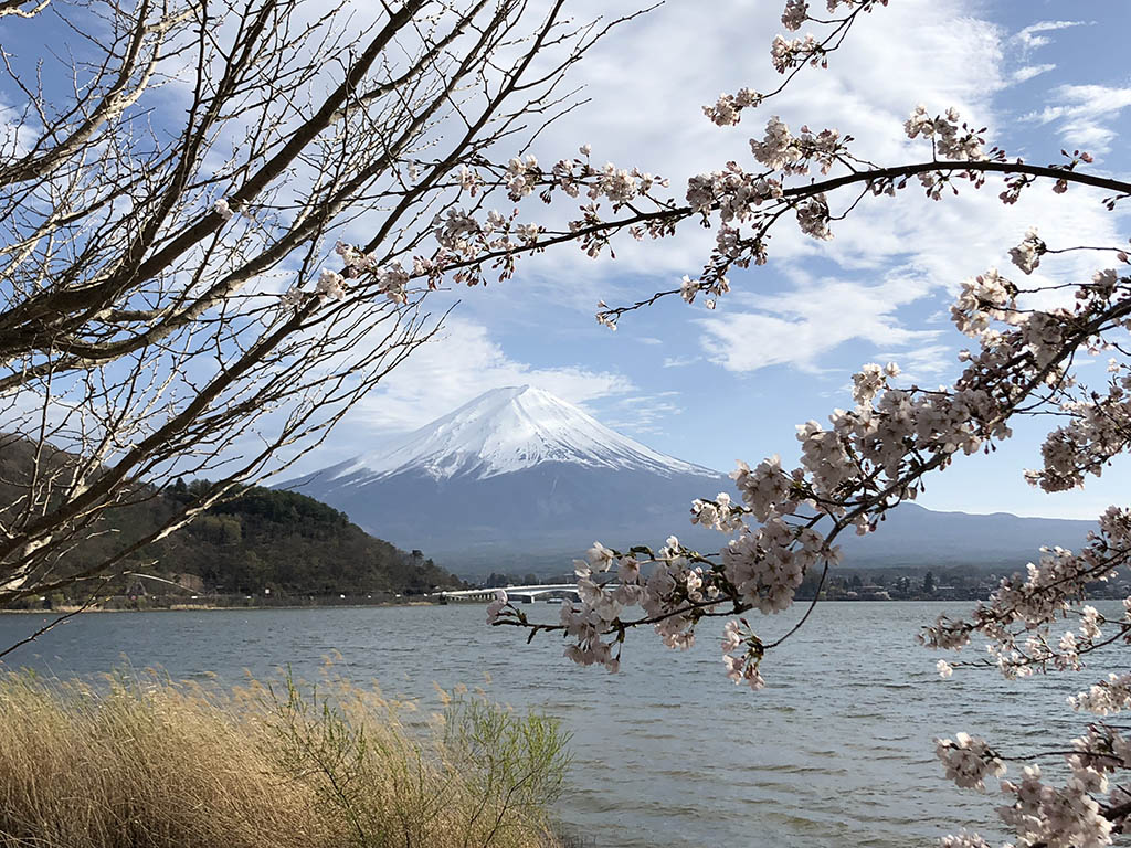 富士河口湖櫻花